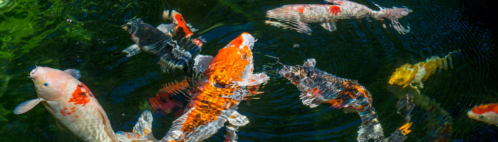 Teichbau M&M Koi Team in Lübeck